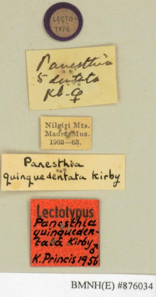 Panesthia quinquedentata Kirby, 1904 - Panesthia quinquedentata Kirby, 1904, male, lectotype, labels. Photographer: Edward Baker. BMNH(E)#876034