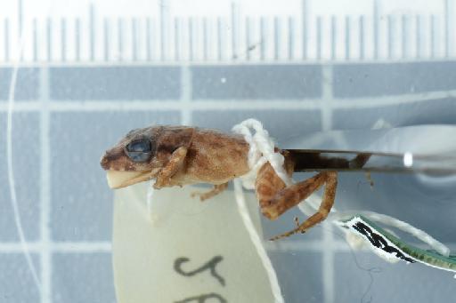 Pristimantis zeuctotylus - 1946.4.1.9-pic3