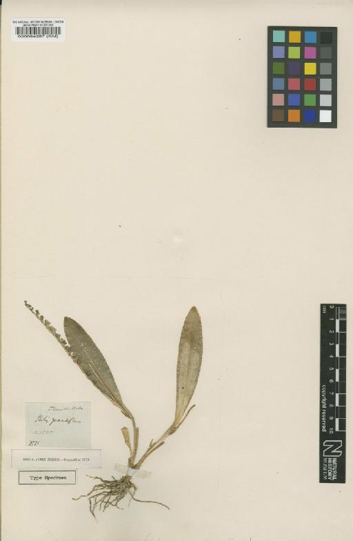 Stelis grandiflora Lindl. - BM000084287