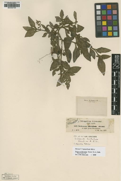 Solanum hirtulum Steud. ex A.Rich. - BM000907529