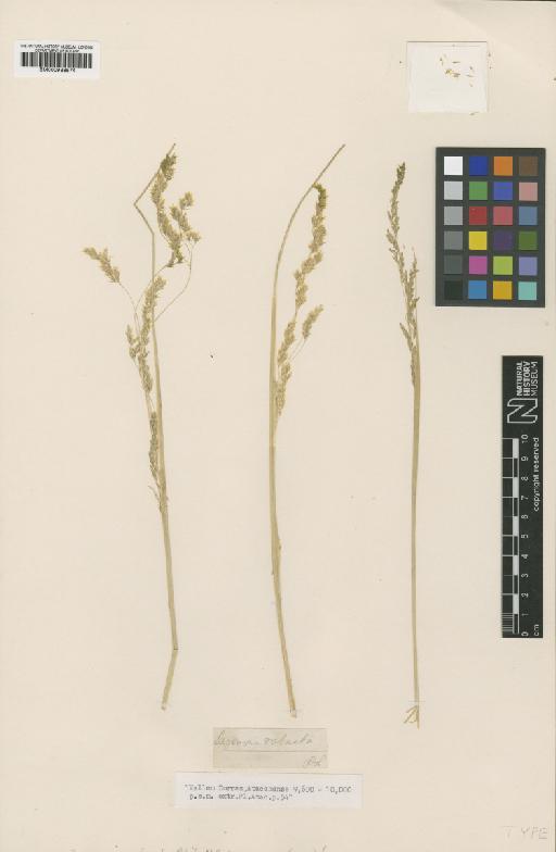 Calamagrostis robusta (Phil.) Phil. - BM000938574