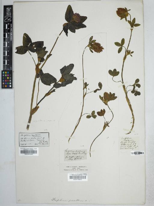 Trifolium pratense L. - BM001036652