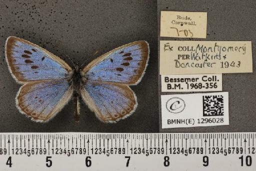 Maculinea arion eutyphron (Fruhstorfer, 1915) - BMNHE_1296028_133840