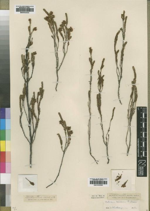 Philippia keniensis Moore - BM000925293