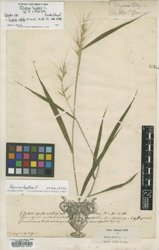 Elymus hystrix L. - BM000051641