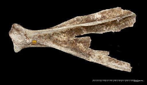 Megaloceros Brookes, 1828 - M82499_1 Cervus Boxgrove Left scapula