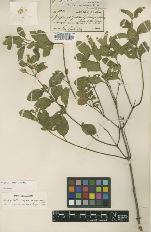 Eupatorium charpinii Cabrera - BM000096279