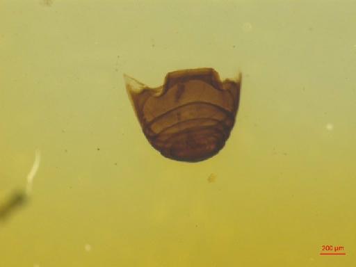 Histeridae Gyllenhal, 1808 - 010130129___5