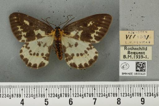 Abraxas grossulariata ab. aberdoniensis Raynor, 1923 - BMNHE_1855125_415787