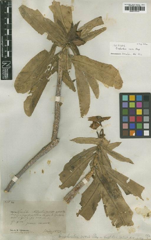 Euphorbia noxia Pax - BM001050431