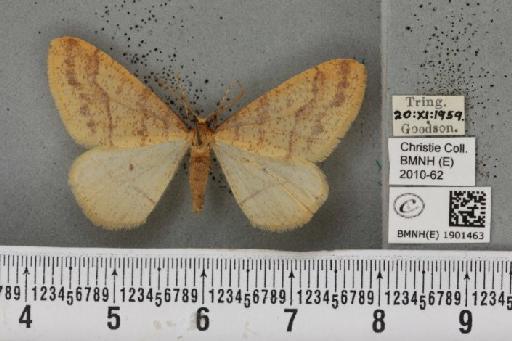 Agriopis aurantiaria (Hübner, 1799) - BMNHE_1901463_464337