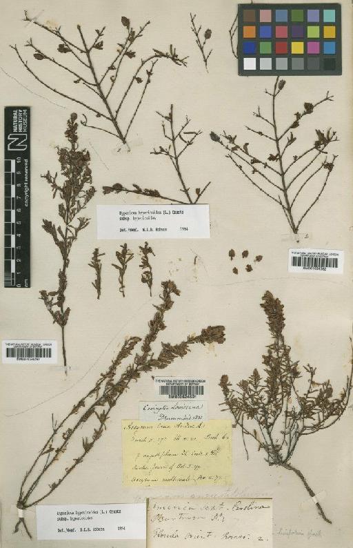 Hypericum hypericoides subsp. hypericoides - BM001024262