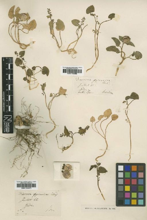 Dioscorea pyrenaica Bubani & Bordère ex Gren. - BM001066370