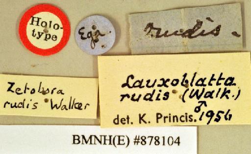 Zetobora rudis Walker, 1868 - Zetobora rudis Walker, F, 1868, male, holotype, labels. Photographer: Heidi Hopkins. BMNH(E)#878104