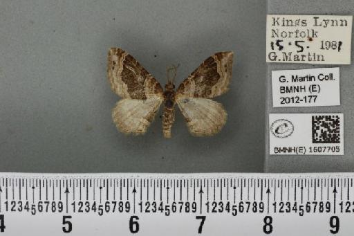 Xanthorhoe ferrugata (Clerck, 1759) - BMNHE_1607705_311124