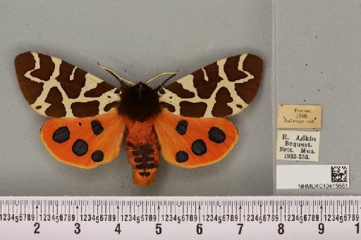 Arctia caja (Linnaeus, 1758) - NHMUK_010415661_519821