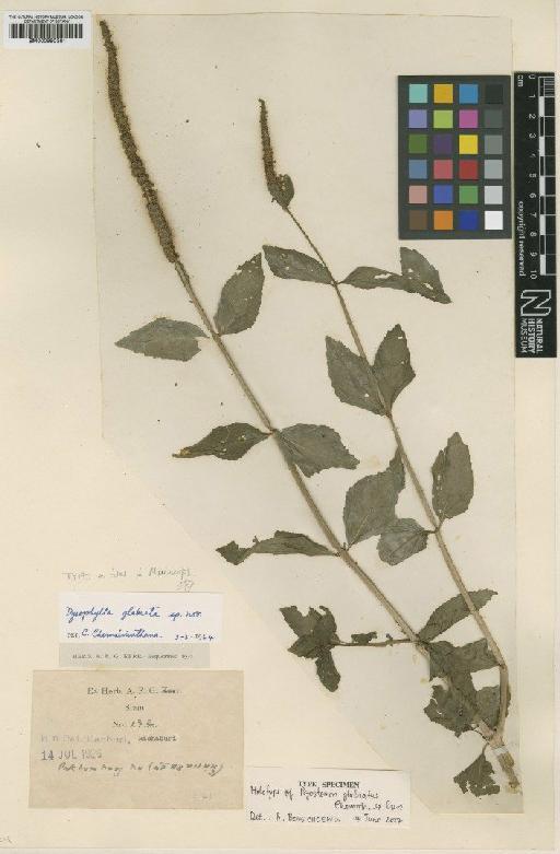 Dysophylla glabrata Hayata - BM000950361