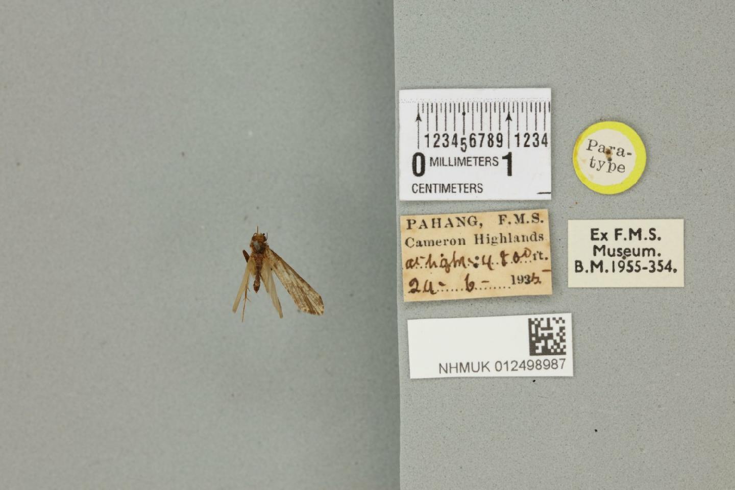 Hydropsyche injusta