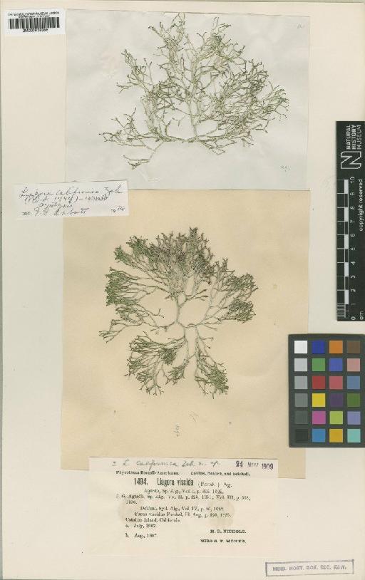Liagora californica Zeh - BM000936356