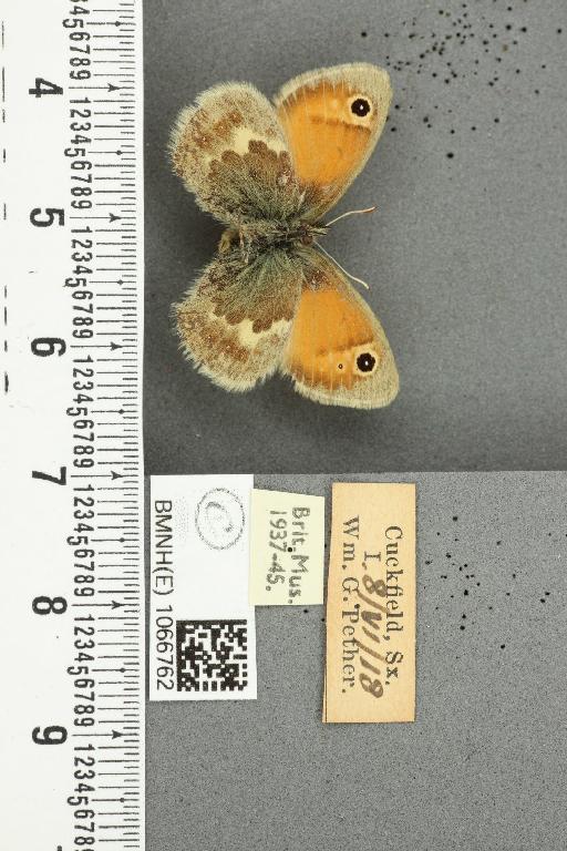 Coenonympha pamphilus (Linnaeus, 1758) - BMNHE_1066762_28007