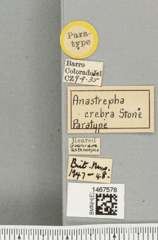 Anastrepha crebra Stone, 1942 - BMNHE_1467578_label_40480