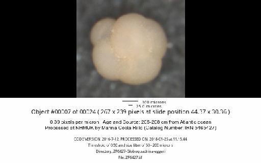 Neogloboquadrina dutertrei (d'Orbigny) - ZF6427-Globoquadrina-eggeri_obj00007_plane000.jpg