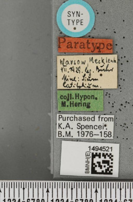 Phytomyza sii Hering, 1930 - BMNHE_1494521_label_55183