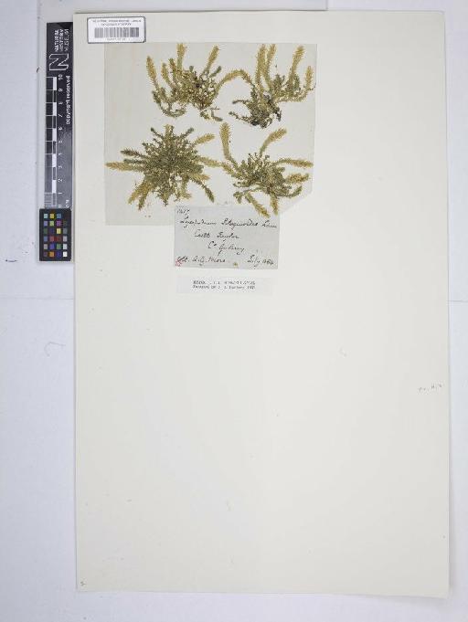 Selaginella selaginoides (L.) P.Beauv. ex Schrank & Mart. - BM001185103