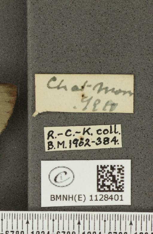 Pieris napi sabellicae ab. fumosa Thompson, 1947 - BMNHE_1128401_label_81444