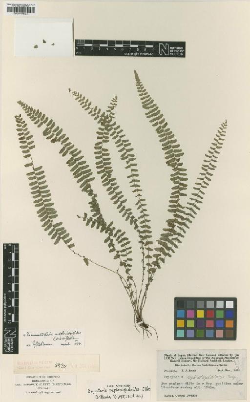 Pneumatopteris nephrolepidioides (C.Chr.) Holttum - BM001045023