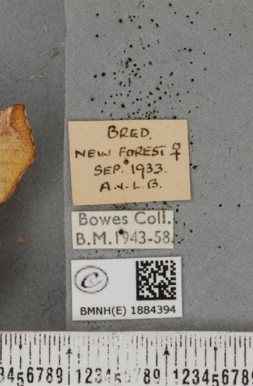 Selenia dentaria (Fabricius, 1775) - BMNHE_1884394_label_444745