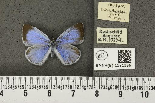 Celastrina argiolus britanna (Verity, 1919) - BMNHE_1151155_112191