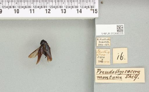 Pseudothyrsocera montana Shelford, 1906 - 012496206_112097_81209