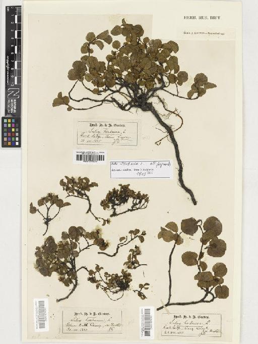 Salix herbacea L. - BM001074242