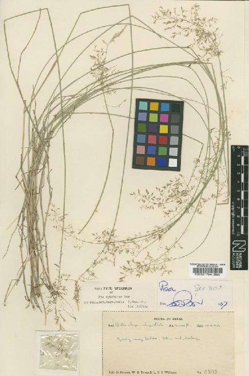 Poa hylobates Bor - BM000521764