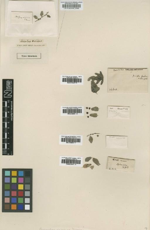 Cebatha pendula (J.R.Forst. & G.Forst.) Kuntze - BM000946117