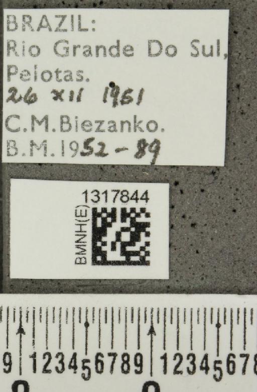 Calligrapha (Calligrapha) polyspila (Germar, 1821) - BMNHE_1317844_label_17539