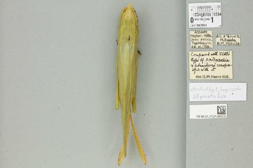 Pseudorhynchus crassiceps (de Haan, 1842) - 012496953_72156_94530