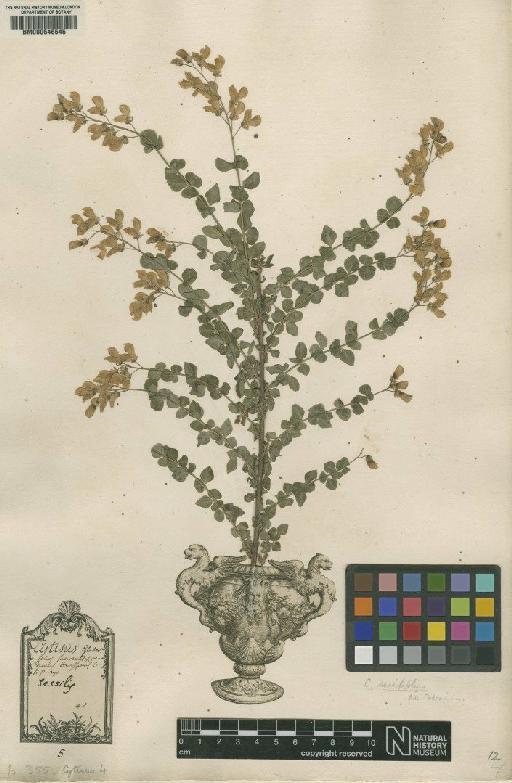 Cytisus sessilifolius L. - BM000646545