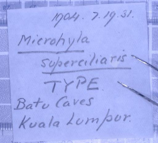 Microhyla superciliaris Parker, 1928 - 1947.2.11.81-pic6