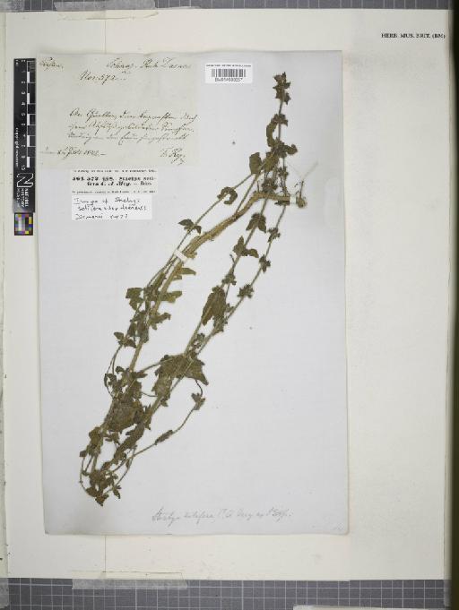 Stachys setifera subsp. daenensis (Gand.) Rech.f. - 014608657