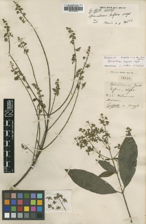 Sphenodesme triflora Wight - BM000950250