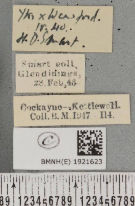 Ematurga atomaria (Linnaeus, 1758) - BMNHE_1921623_label_486911