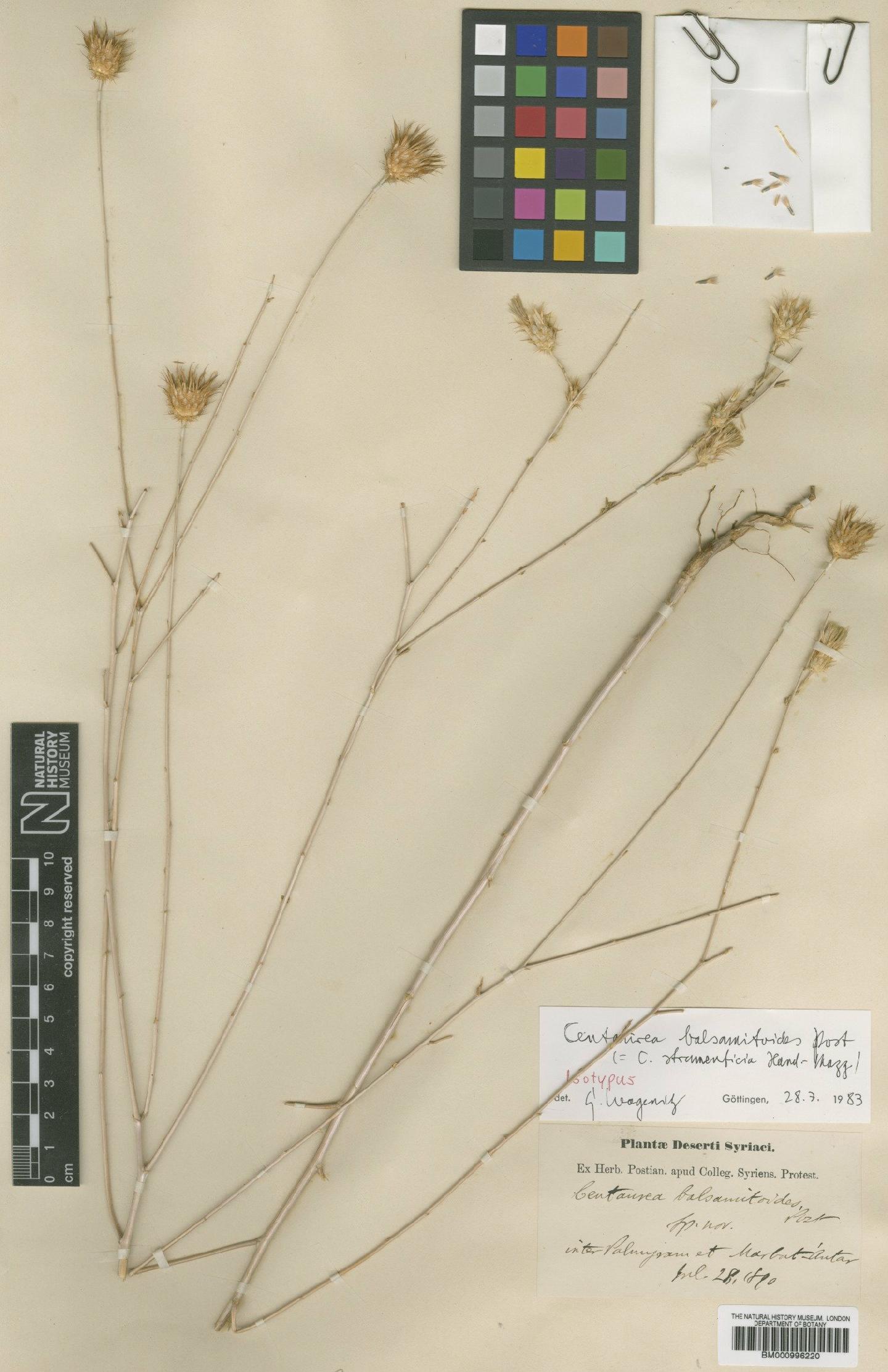 To NHMUK collection (Centaurea balsamitoidea Post; Isotype; NHMUK:ecatalogue:480213)