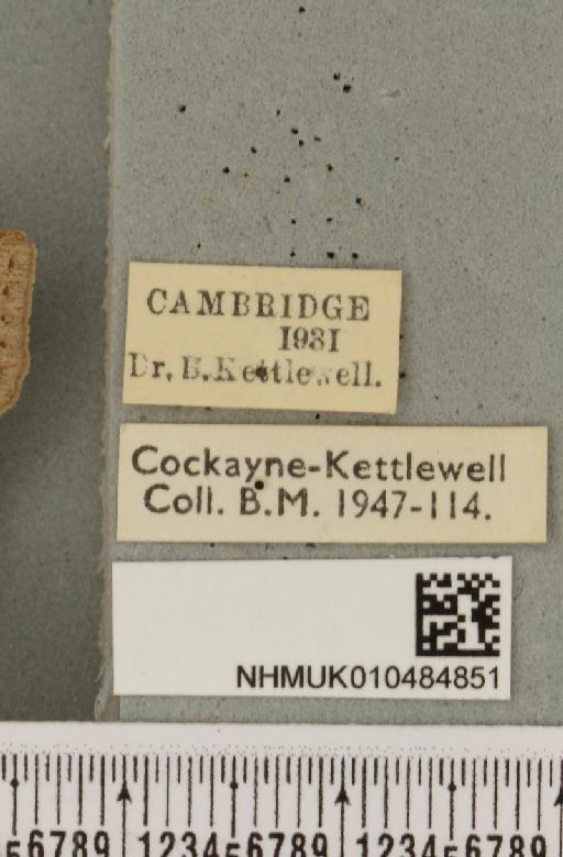 Lygephila pastinum ab. ludicra Haworth, 1809 - NHMUK_010484851_label_540799