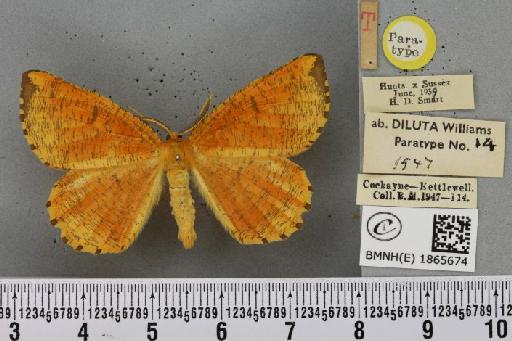 Angerona prunaria ab. diluta Williams, 1947 - BMNHE_1865674_430928