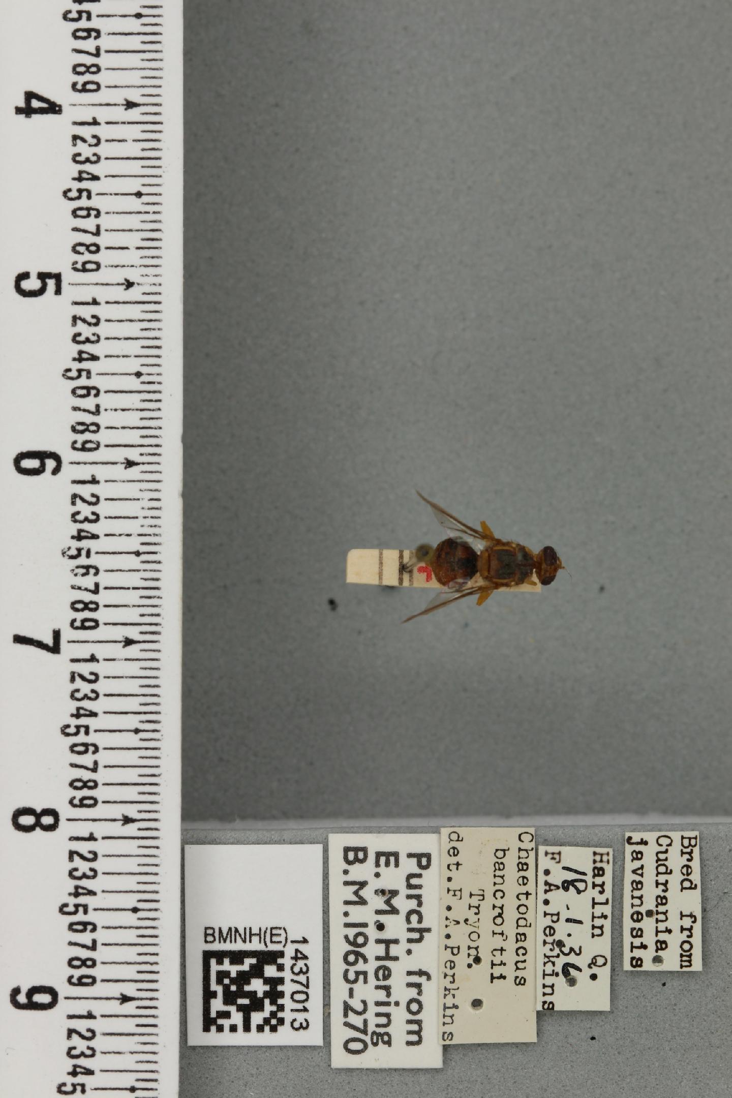 Bactrocera bancroftii