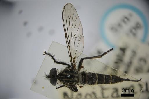 Neoitamus flavicinctus White, 1914 - Neoitamus flavicinctus dorsal