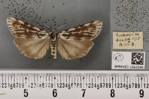 Coscinia cribraria bivittata (South, 1900) - BMNHE_1663394_283123