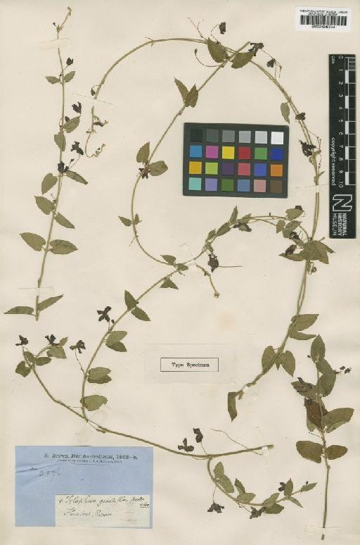 Tylophora grandiflora R.Br. - BM001040544